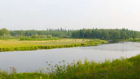 Many haystacks stand on a field of green grass near the lake in the Northern wild tundra of Yakutia in the forest among birches and firs in the autumn. The agriculture of the Northern peoples.の写真素材