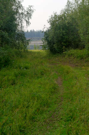 Overgrown forest road in the grass through the forest and bushes leads to the river.の写真素材