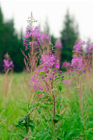 Ivan Chai plants grow on a green field on the background of spruce forest in the afternoon in the Northern taiga of Yakutia in Russia.の写真素材