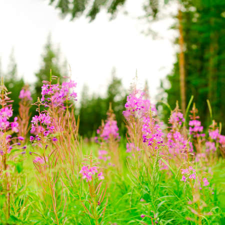 Lilac plants Ivan tea grow on a green field against a spruce forest in the afternoon in the Northern taiga of Yakutia in Russia.の写真素材