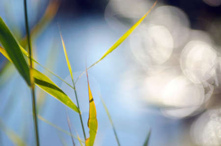 Green grass stems with leaves on a bright Sunny day against the blue water of the river with bokeh.の写真素材