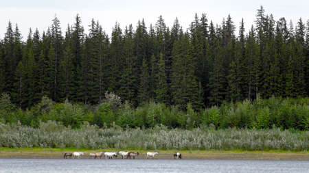 The Yakut herd horses is feeding along the shore North of the Vilyui river on the background of the taiga.の写真素材
