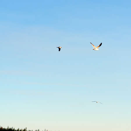 Northern white seagulls fly against the sky and tree tops.の写真素材
