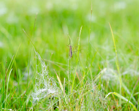 An insect with wings and big feet sleeps on the green grass in the morning among the white frost and dew on the web in the autumn in the forest of Yakutia.の写真素材