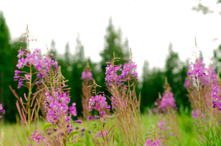Lilac plant Ivan tea grow in the wild taiga, the Yakut on the background of spruce forests.の写真素材