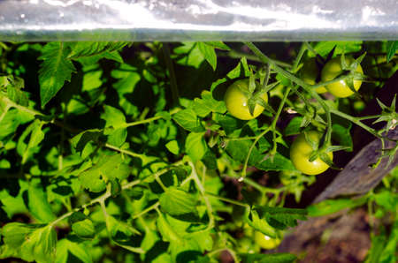Green tomato fruits hang on the stems in the sun in the open from the film greenhouses in the North of Yakutia in the summer.の写真素材