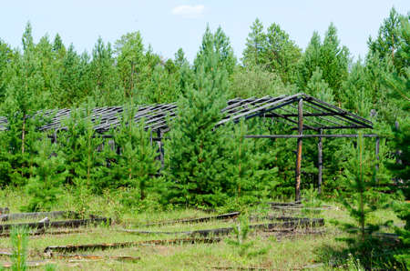 Abandoned wooden greenhouse for plants and beds after a fire in the wild Northern taiga of Yakutia.の写真素材