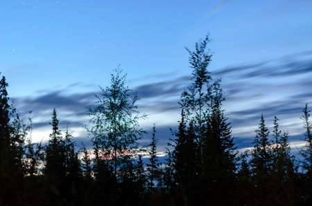 Dark night sky over the trees fir trees in the taiga of Yakutia.の写真素材