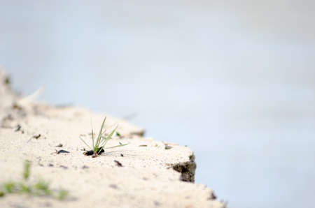 A small lone tuft of green grass grows on the sandy Bank of the river, crumbling with water.の写真素材