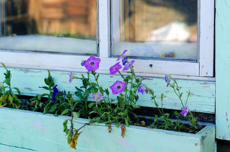 Lilac petunias grow in a long wooden pot by the window with a reflection of the site in the North Yakut house.の写真素材