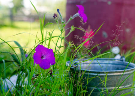 Bright purple Petunia flower grows wildly on the virgin area of grass at the bucket in the summer in the North of Yakutia.の写真素材