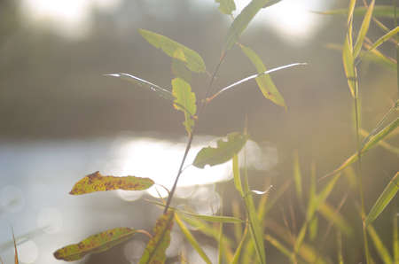 Green leaves of bushes and grass on the river Bank are flooded with bright sunlight in the wild taiga of Northern Yakutia.の写真素材
