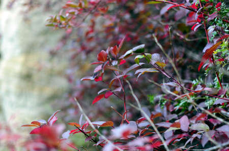 Shrub with red leaves in autumn and the taiga of Northern Yakutia.の写真素材