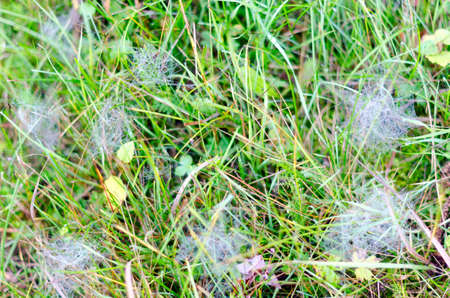 A lot of cobwebs with white frost in the morning on the green grass in the field.の写真素材