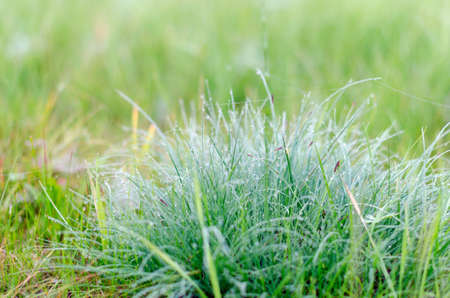 Dewdrops on tufts of green grass in the field early in the morning in the autumn in the wild North.の写真素材