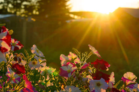 Bright yellow rays of the sun at sunset illuminate the blooming buds of colorful flowers of petunias in the village area in the North of Yakutia in the summer.の写真素材