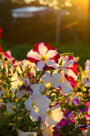 The sun's rays at sunset because of the fence and the trees fall on the flower bed with flowering buds of colorful flowers of petunias in the village in the North of Yakutia in the summer.の写真素材