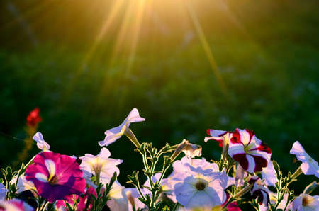 The sun's rays in a semicircle from above illuminate the bright blooming buds of Petunia flowers on the background of potato grass at sunset in the evening in a village in the North of Yakutia.の写真素材