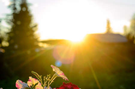 A bright sunset sun with rays from behind the roof and fence next to the silhouette of a fir tree illuminates the tops of a Bush of petunias on the grass and throws a sunbeam in the Northern village.の写真素材