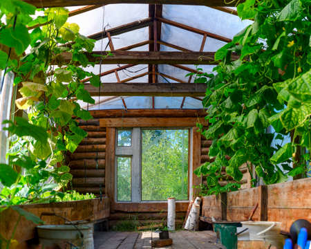 The wooden heated Northern greenhouse from within in Yakutia from a wooden bar with the pots raised above the earth with plants cucumbers and Windows in the summer in the afternoon.の写真素材
