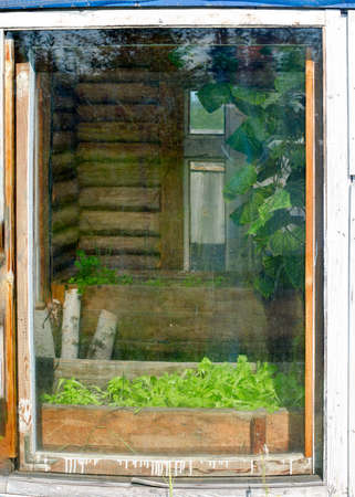 The window of a wooden greenhouse in the North of Yakutia with growing green leaves of lettuce in a pot.の写真素材