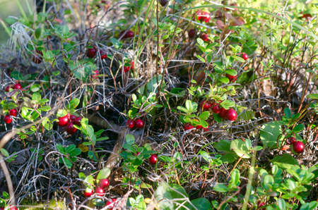 The wild Northern cranberries, illuminated by the bright sun, grow on green bushes among the grass in close-up in autumn.の写真素材
