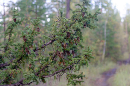A thick branch of spruce with needles and cones hangs on the road in the Northern taiga forest of Yakutia.の写真素材