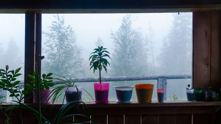Potted plants stand at the window inside a wooden house on the background of heavy fog outside among...