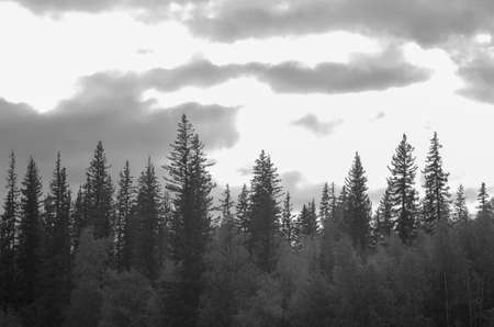 Black and white photo of the tops of spruce trees in the taiga on the background of clouds.の写真素材