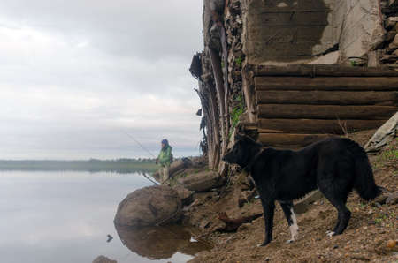 Black faithful dog with a collar watching the bait that throws spinning girl fisherman at the old pier in the wild North of Yakutia and the forest early in the morning.の写真素材