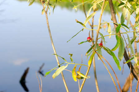 Cancer red tumor from the Gallic mite on a leaf of a wild plant in the North of Yakutia on the background of water.の写真素材