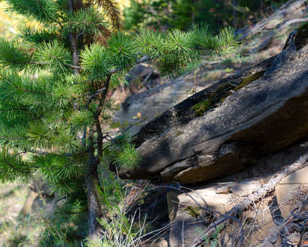 Branches with needles young Christmas tree in the tundra of Yakutia over the grass and boulders in the forest on a Sunny day.の写真素材