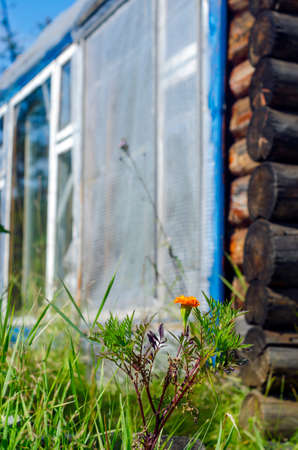 Wild orange flower grows among the grass on the background of the Northern Yakut greenhouse of logs in the summer grass.の写真素材