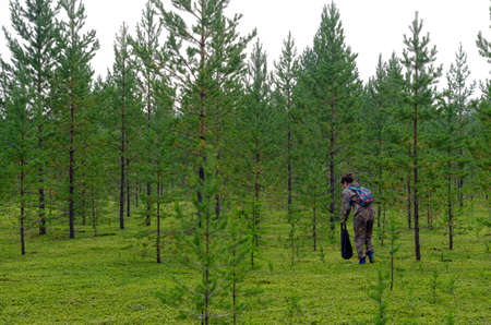 Asian tourist girl with a package in her hands and a backpack collects mushrooms in the forest with small targets and green grass in the wild taiga of the North of Yakutia.の写真素材