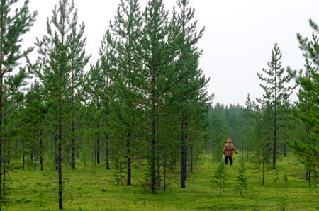 An old tired Asian woman tiredly straightens her back and hands after picking mushrooms in the forest with small firs and green grass in the wild taiga of Northern Yakutia in the afternoon.の写真素材