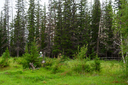 Girl tourist with a backpack, hiding behind small fir trees looking at the big wild forest of the tundra of Yakutia.の写真素材