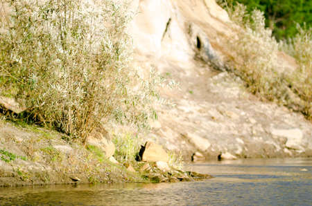 A Bush tree growing in the Northern Yakut kempendyay river under a clay cliff next to the green pines.の写真素材