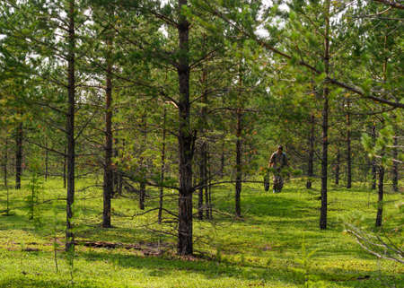 Asian tourist girl with a package in her hands collects mushrooms in the forest with small fir trees in the wild taiga of Northern Yakutia.の写真素材