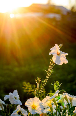 The sun's rays at sunset from behind the fence and the house fall on a flower bed with blossoming buds, white Petunia flowers and one flower alone in the village of Yakutia in the summer.の写真素材