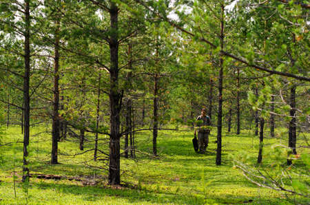 Asian tourist girl with a package in her hands collects mushrooms in the forest with small targets and green grass in the wild taiga of the North of Yakutia.の写真素材