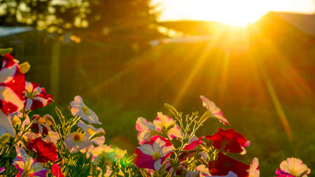The bright sun at sunset rays from behind the roof and fence next to the spruce illuminates a flower bed of petunias on the grass in the shade in the Northern village of Yakutia.の写真素材