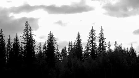 Black and white photo of coniferous trees in the tundra in the dark against the background of the clouds of the sun in the North of Yakutia.の写真素材
