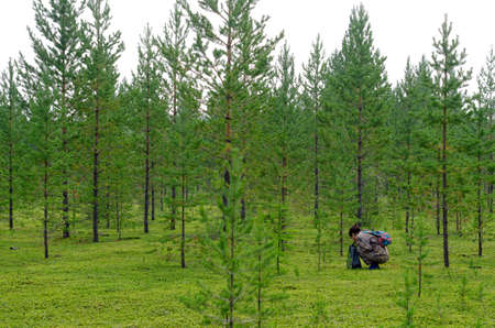 Asian tourist girl with a package in her hands and a backpack collects mushrooms in the forest with small targets and green grass in the wild taiga of the North of Yakutia in the afternoon.の写真素材