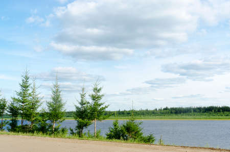 Small young or artificially planted along the road at the cliff near the vilyu river in the tundra of Northern Yakutia in the village of ulus Suntar.の写真素材
