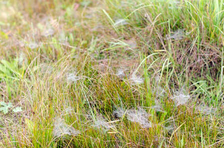 Morning rose with drops of frost fell on packs of small webs in the green grass on the field in the North of Yakutia in the fall.の写真素材