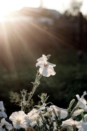 Photos with lower brightness of sunlight at sunset because of the fence and the house falling on the flower bed with white Petunia flowers in the village in the North of Yakutia in the summer against the grass and shade.の写真素材