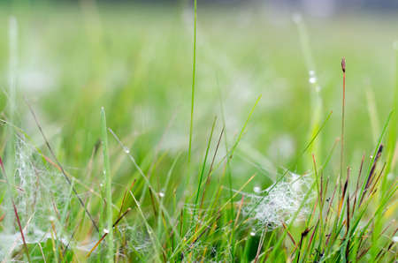 White cobwebs in frost and drops of dew on a green field in autumn.の写真素材