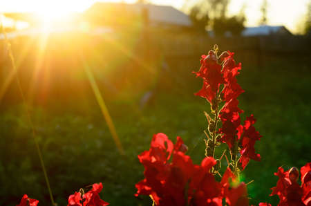 Bright rays of the setting sun at sunset illuminate the red flower buds Snapdragon in the garden area.の写真素材