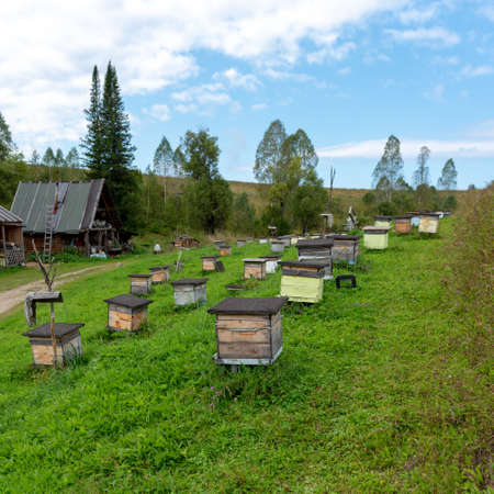 Many small wooden bee hives to collect honey with color are on the grass at the village house on the apiary in the Altai mountains in the forest.の写真素材