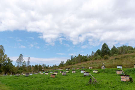 Many small wooden bee hives for collecting honey from flowers stand on the grass near the wild flower field and forest on the apiary in the Altai mountains.の写真素材